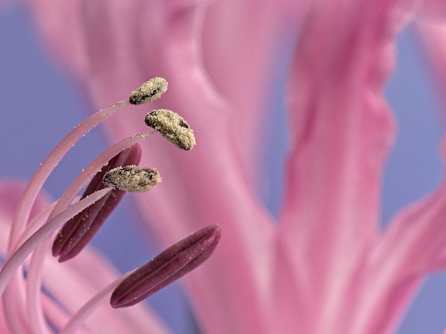 Guernsey Lily.....up close and personal