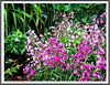 Perfectly Pink!