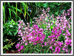 Perfectly Pink!