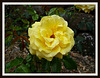 Double Yellow Rose