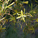 Asphodeline liburnica (8)