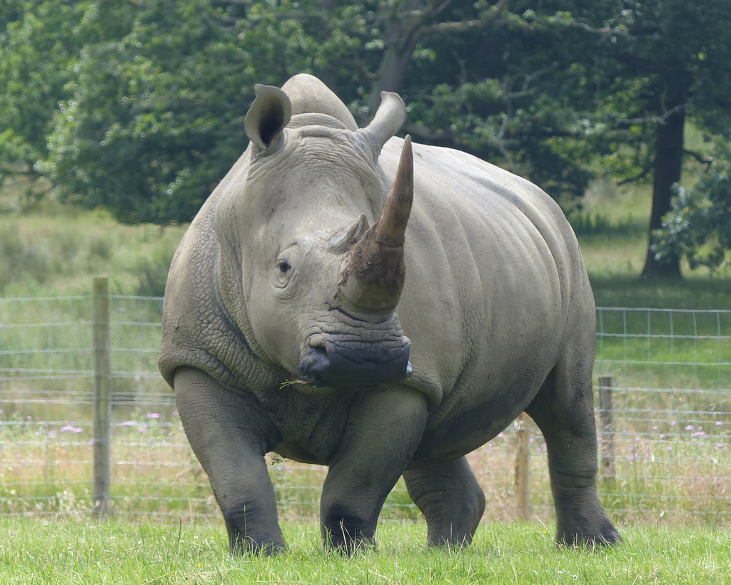 Knowsley Safari Park (21) - 14 July 2015