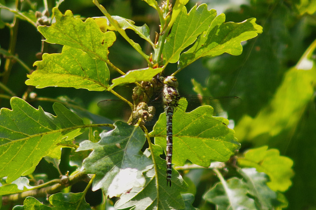 Migrant Hawker ( telephoto shot - never got close)