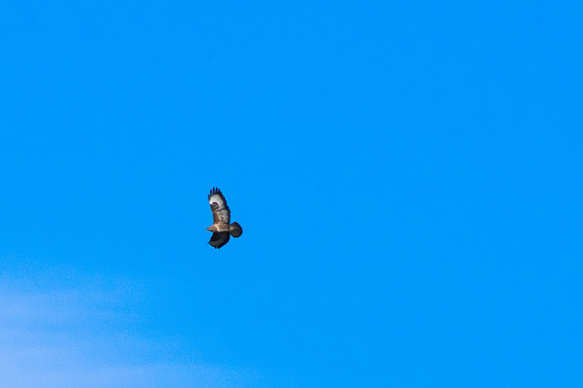 Buzzard overhead