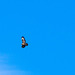 Buzzard overhead