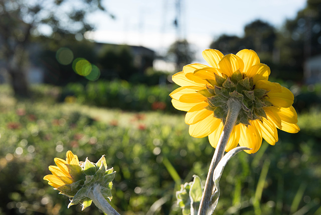 Sunflower