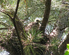 Baby Cooper's hawk