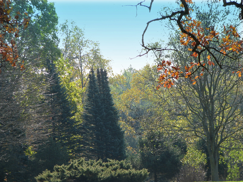 Sunlit Trees