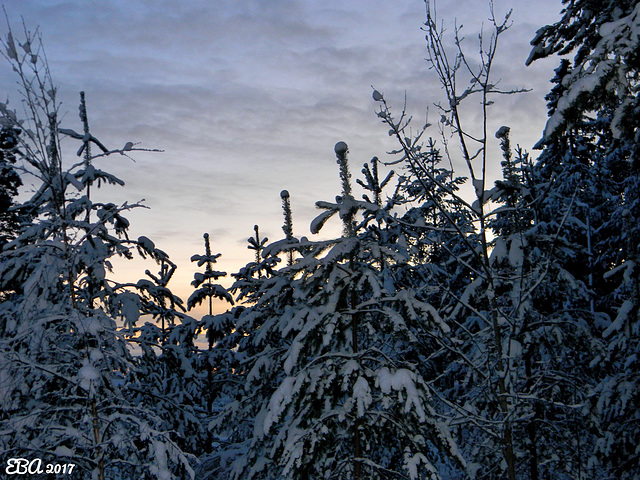 Small Spruce Trees