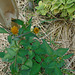 DSC01080 - picão-preto Bidens pilosa, Asteraceae