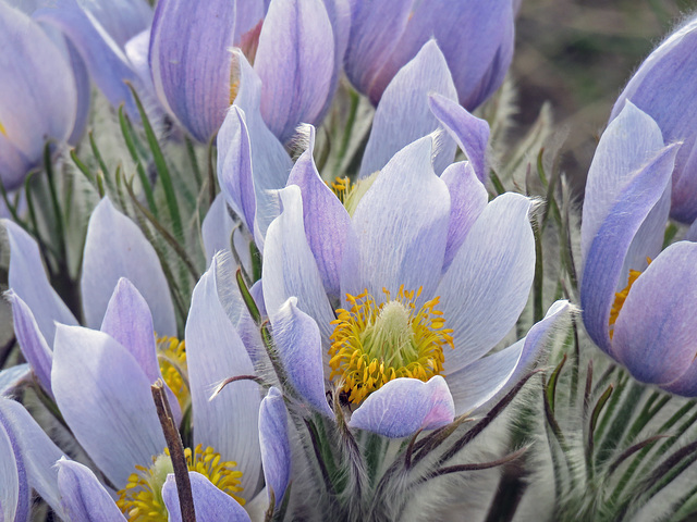 Prairie Crocus