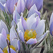 Prairie Crocus