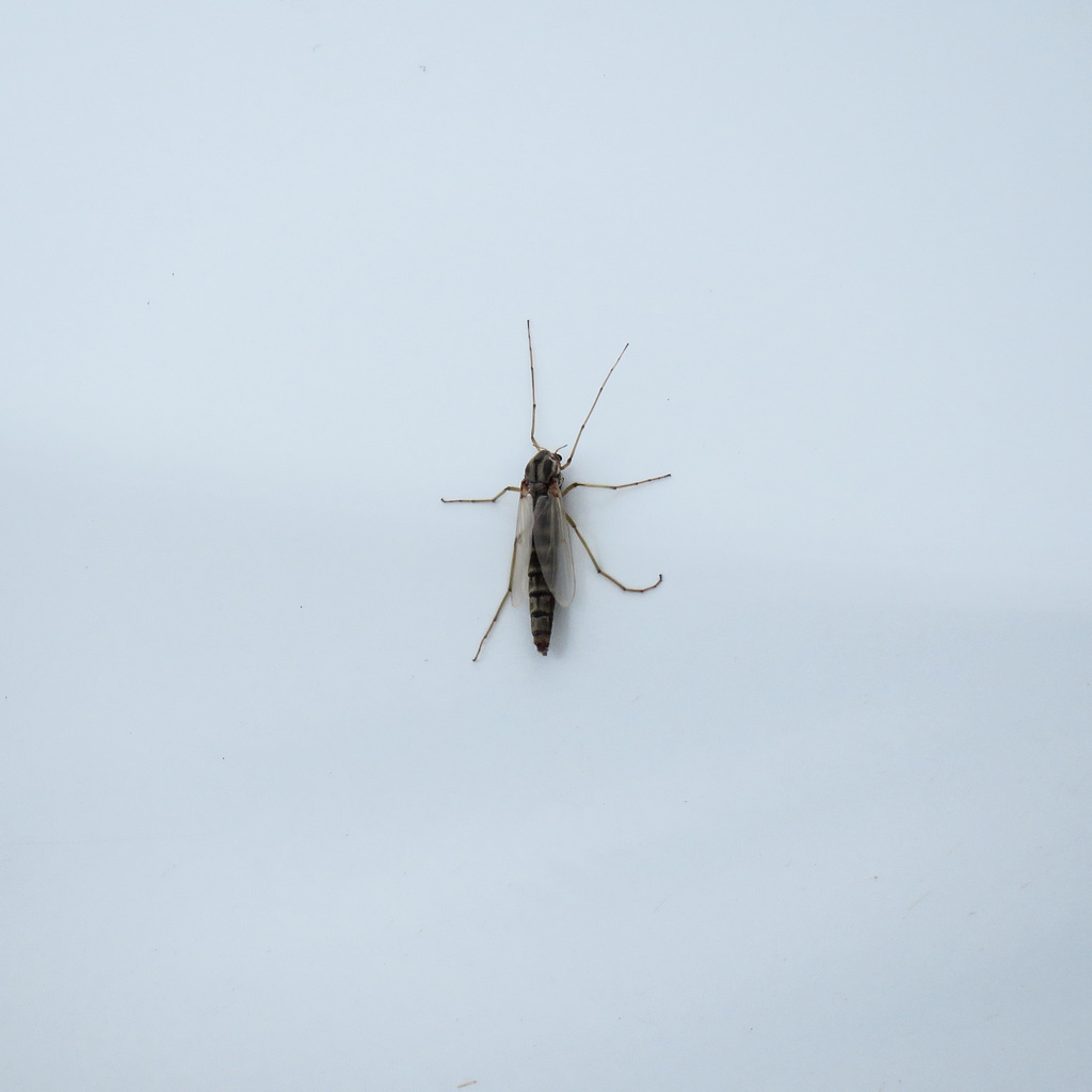 What insect is this (on my car)?  Mosquito sp.?
