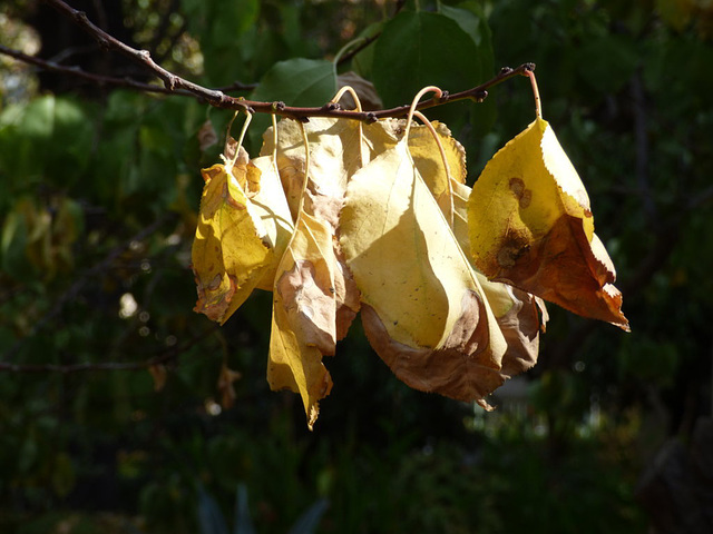 Hojas otoñales