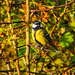 Great tit