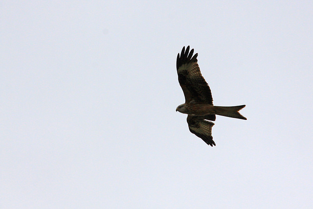 Red Kite fly-by