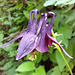 Gemeine Akelei (Aquilegia vulgaris)