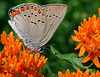Early Summer Nectaring