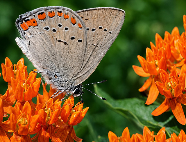 Early Summer Nectaring