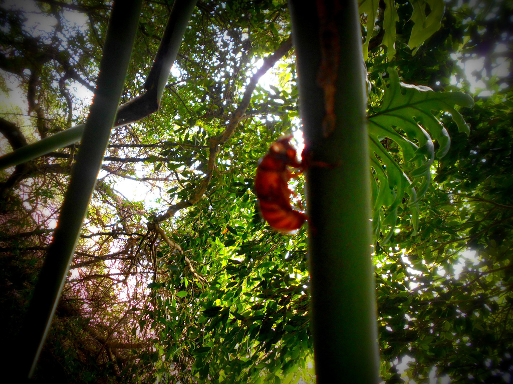 DSCN5221 - Exoesqueleto de cigarra na banana-imbé