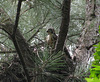 Adult Cooper's hawk