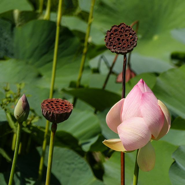 Sacred Lotus, Nariva Swamp afternoon, Trinidad