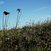 Dried flowers