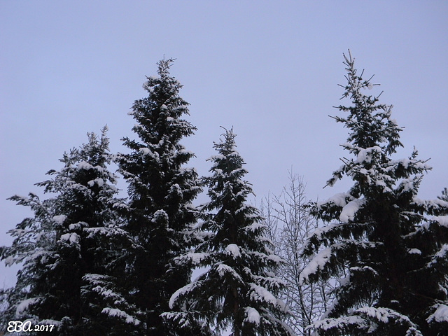 Spruce Trees