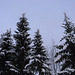 Spruce Trees