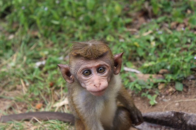 Cheeky Monkey Cheeky Monkey