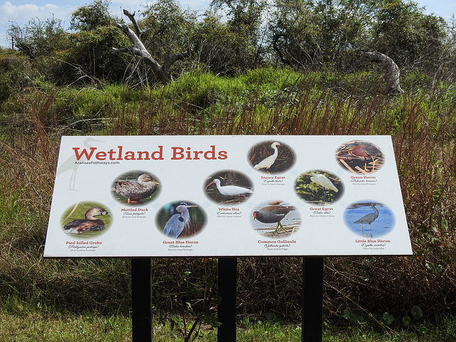 Day 2, Wetland Birds sign, Connie Hagar C S