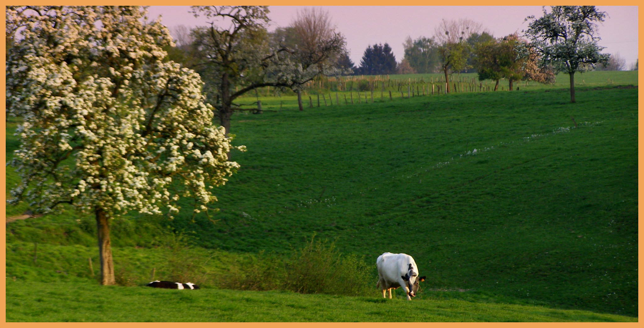 The Cherry Orchard