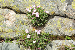 Bulgaria, Pirin Mountains, Power of Life or Flowers in the Rock
