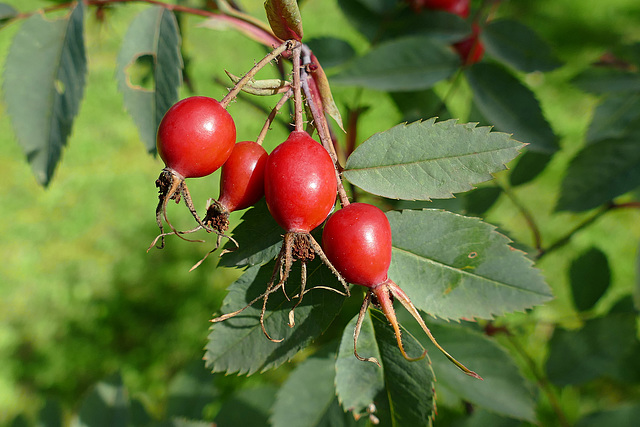 Sonnengereifte Rosenfrüchte