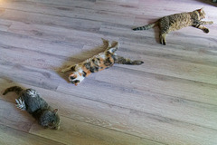 Chats chauds