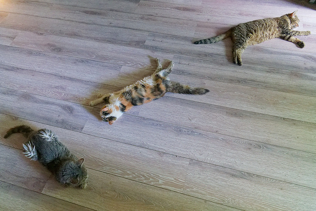 Chats chauds