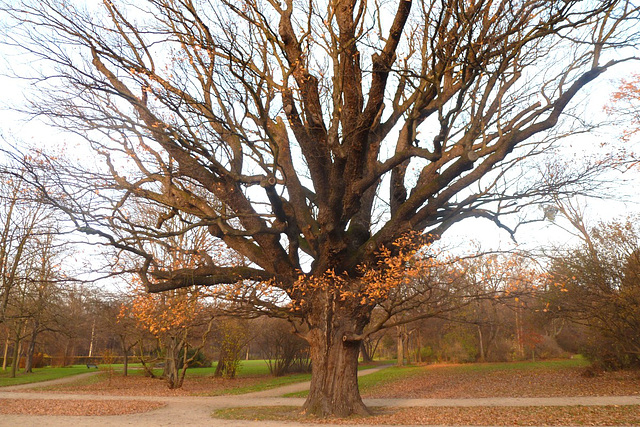 Symbol der Stärke - simbolo de l' forto - Buche im Herbst - fago en aŭtuno Symbol der Stärke - simbolo de l' forto - Buche im Herbst - fago en aŭtuno