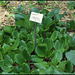 Bergenia crassifolia (2)