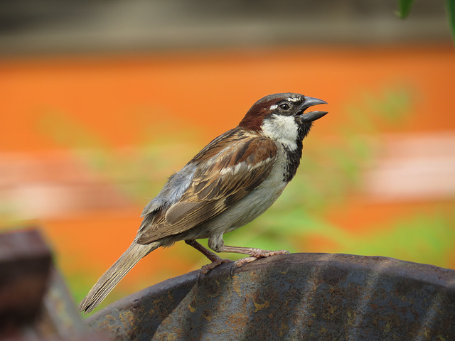 House Sparrow