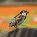 House Sparrow