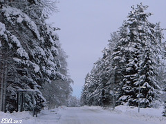 Winter  Road