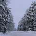 Winter  Road