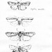 Noctuid and other moths