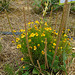 DSC01082 - bertalha Basella alba, Basellaceae