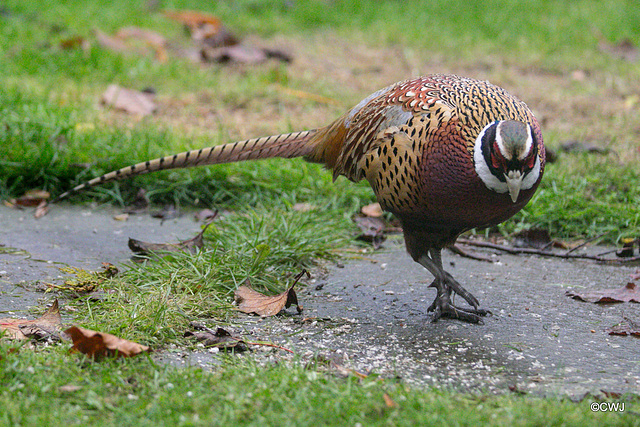 Ring neck Cock Pheasant with unusual variant white eyebrows!