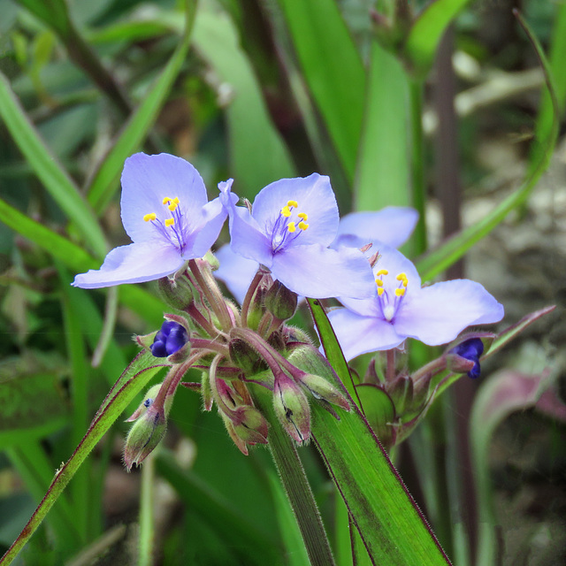 Day 2, Spiderwort / Tradescantia virginiana, Connie Hagar C S