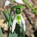 Snowdrop