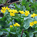 Marsh Marigolds