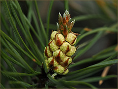 My pet pine, my pine apple