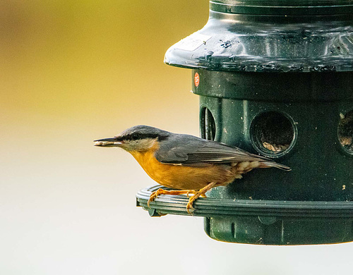 Nuthatch